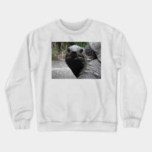 Aldabra Giant Tortoise Crewneck Sweatshirt